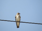 Northern Rough-winged Swallow