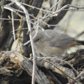 Le Conte’s Thrasher