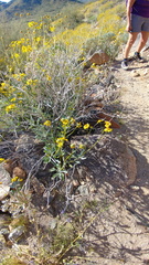 My first rattlesnake siting in Arizona