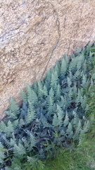 Ferns in Ford's Canyon