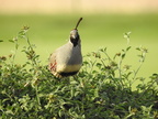 Gambel's Quail