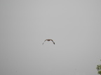 Golden Eagle