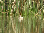 Ruddy Duck (f)