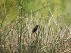 Red-winged Blackbird