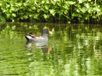 Common Gallinule
