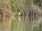 American Wigeon