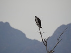 Osprey