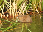 Beaver