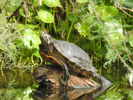 Content Painted Turtle