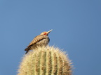 Gilded Flicker