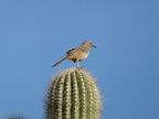 Curve-billed Thrasher