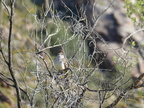 Ash-throated Flycatcher