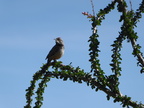 Cactus Wren