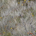 Black-throated Sparrow