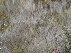 Black-throated Sparrow