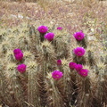 Blooming Teddy Bear Cholla