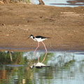 Black-necked Stilt