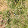 Belted Kingfisher (f)
