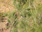 Belted Kingfisher (f)