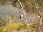 Lincoln’s Sparrow
