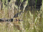 Green Heron