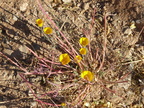 Last of the Mexican Poppies for the year?