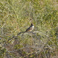 Ash-throated Flycatcher