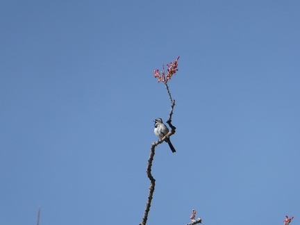 Black-throated Sparrow