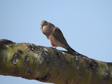 Mourning Dove cooing