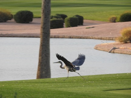 Great Blue Heron