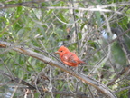 Summer Tanager