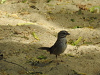 Song Sparrow