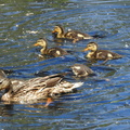 Mallard w/ducklings