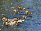 Mallard w/ducklings