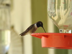 Black-chinned Hummingbird