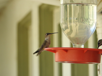 Black-chinned Hummingbird (f)