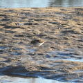 Least Sandpiper