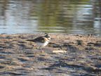Killdeer