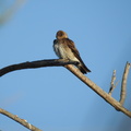 Northern Rough-winged Swallow