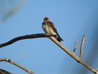 Northern Rough-winged Swallow