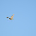 Green Heron