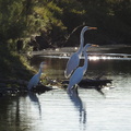 Snowy Egret w/Great Egrets