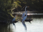 Snowy Egret w/Great Egrets