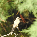 Say's Phoebe
