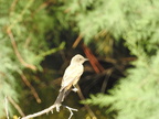 Say's Phoebe