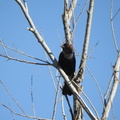 Brown-headed Cowbird