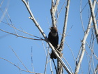 Brown-headed Cowbird