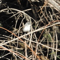 Black-tailed Gnatcatcher (fledgling)