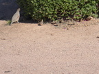 Gambel's Quail chicks