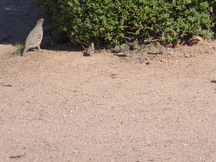 Gambel's Quail chicks